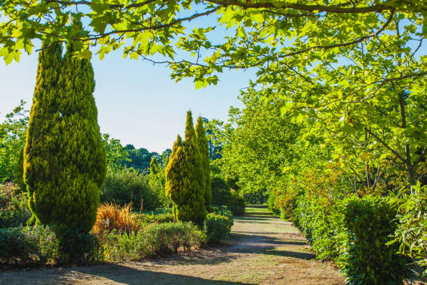 istock a path in the park in the evening 1165720702