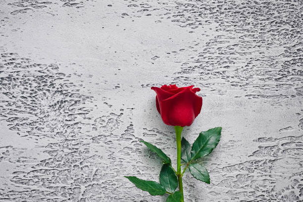 istock Red roses on a light textured background. Place for text, top view 1165723175