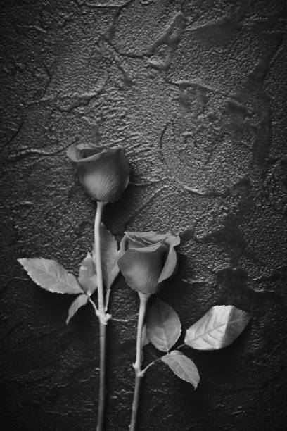 istock Two roses on a dark, black stone background. Place for text 1165723182