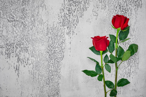 istock Red roses on a light textured background. Place for text, top view 1165723186