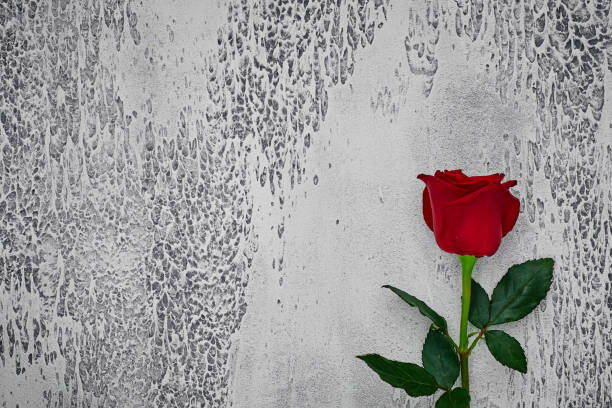 istock Red roses on a light textured background. Place for text, top view 1165723268