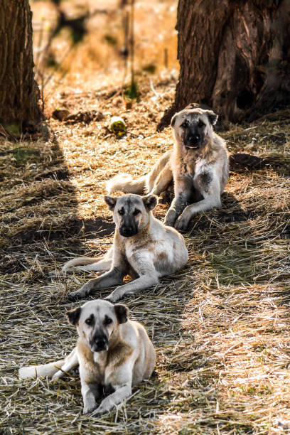 three shepherd sheepdogs sitting on dirt vertically three shepherd sheepdogs sitting on dirt vertically kangal dog stock pictures, royalty-free photos & images