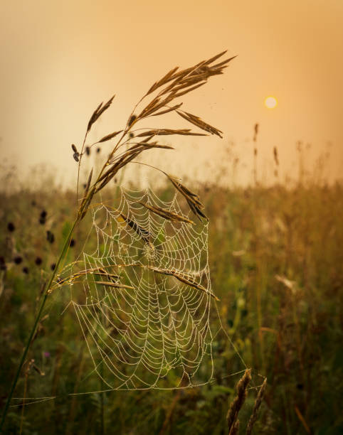 istock Drops of morning dew on a web 1165724536