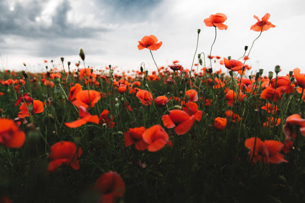 istock Beautiful flower field with red poppy flowers during dramatic sunset 1165724823