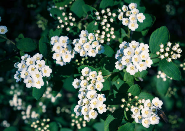 istock Blooming Spiraea vanhouttei. Nature background with white flowers on bush 1165726361