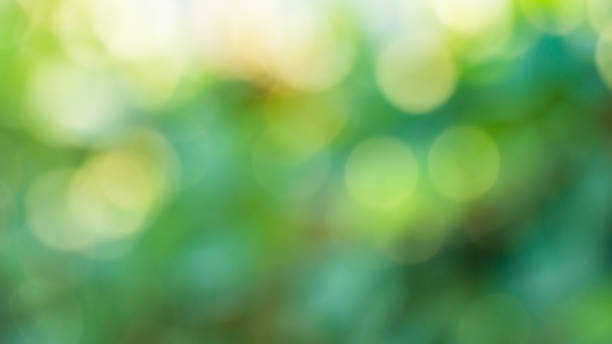 istock Natural bokeh background with sun light and tree leaves 1165727119