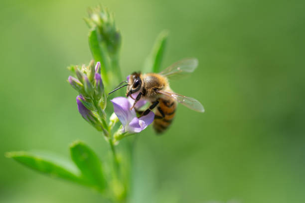 l'ape impollina il fiore di erba medica su sfondo naturale - alfalfa foto e immagini stock