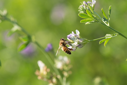 Close-up of honey bee pollinates alfalfa flower on natural background