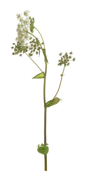 istock Common hogweed, Heracleum sphondylium isolated on white background 1165729136