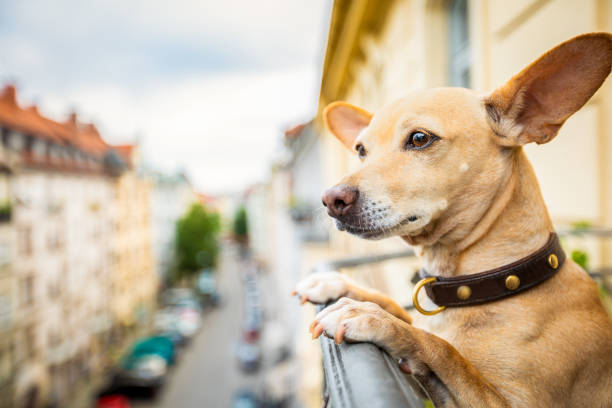 nosy watching dog from balcony - podenco imagens e fotografias de stock