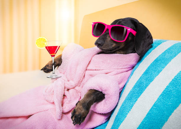 dog spa wellness salon cool funny  sausage  dachshund dog resting and relaxing in   spa wellness salon center ,wearing a  pink bathrobe and fancy sunglasses, with martini cocktail bathtub photos stock pictures, royalty-free photos & images