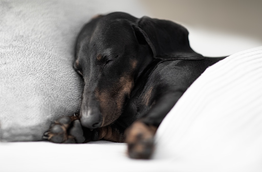sausage dachshund dog  sleeping under the blanket in bed the  bedroom, ill ,sick or tired, sheet covering its body