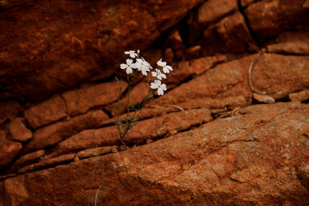 White color plant growing from the inside of brown rock in Turkey in the natural condition