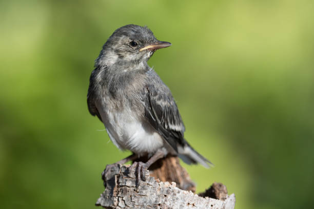istock Portrait of White wagtail (Motacilla alba) 1165730823