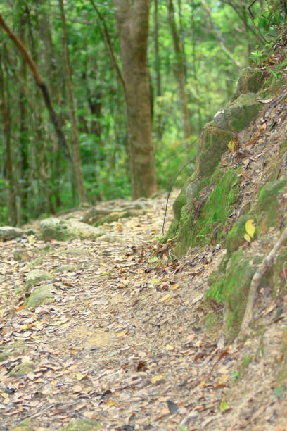 istock the nature path at Kam Shan Country Park 1165731691