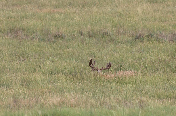 istock Mule Deer Buck in Velvet 1165732166