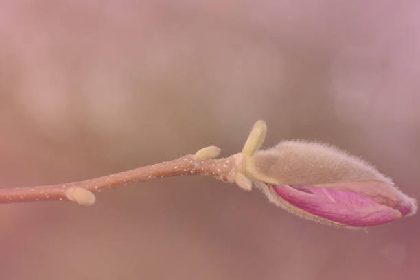 istock Magnolia bud closeup on a pink blurred background 1165733977