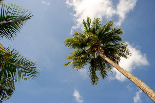 istock The coconut trees and the sky have beautiful clouds. 1165734005