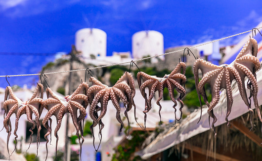 Dried octupus and windmils of Leros island