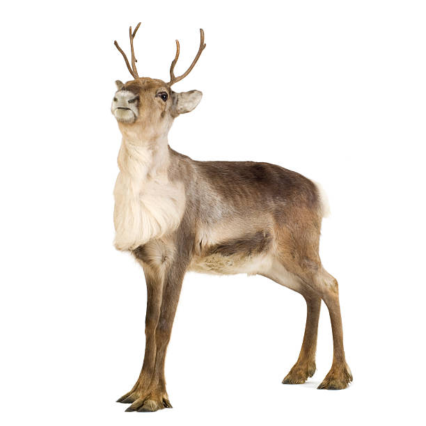 2-year-old reindeer standing isolated on a white surface reindeer (2 years) in front of a white background. rudolph the red nosed reindeer photos stock pictures, royalty-free photos & images