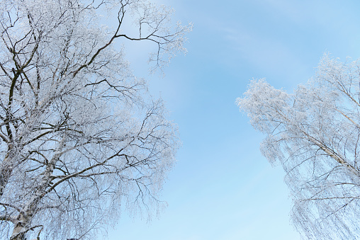 branches of the trees in hoarfrost against the sky