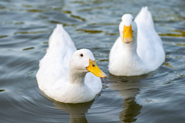 istock Pekin (Aylesbury) and mallard ducks on a lake 1165738677