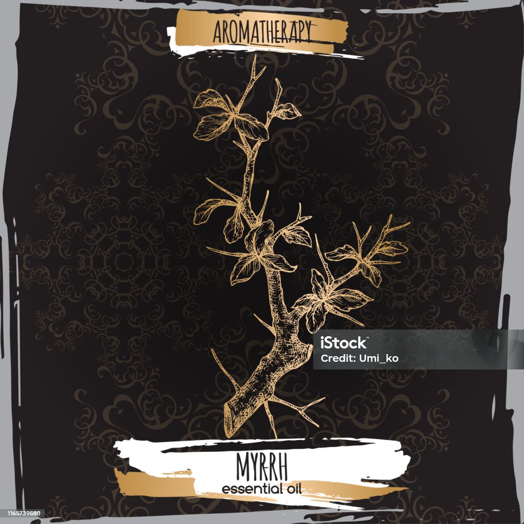 Myrrha Commiphora Myrrha Aka Common Myrrh Sketch On Elegant Black Lace ...