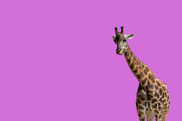 istock GIRAFFE STICKING OUT HIS TONGUE ON A PINK BACKGROUND 1165739985