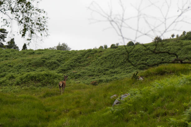 istock Deer in the Hoghlands - Scotland, UK 1165741511