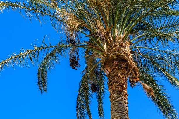 istock Green date palm tree against the blue sky 1165741711