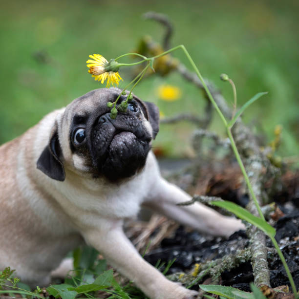 istock Happy Pug Dog Running on the Grass. Mouth Open 1165743602