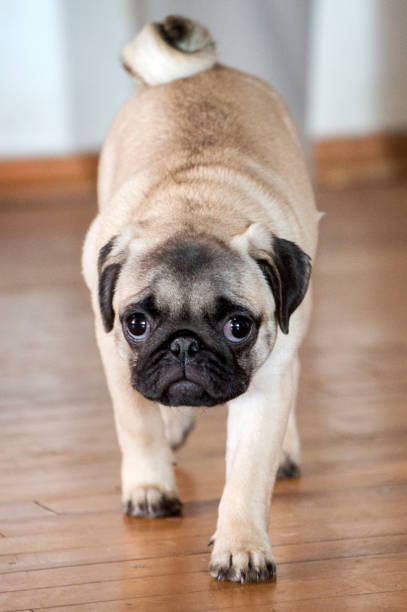 istock Happy Pug Dog Running on the Grass. Mouth Open 1165743615