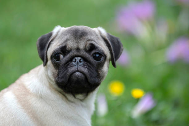 istock Happy Pug Dog Running on the Grass. Mouth Open 1165743624