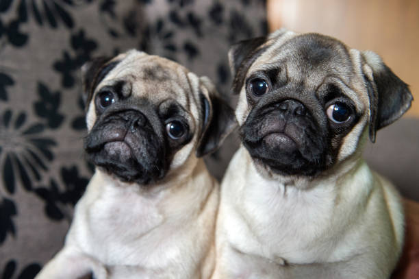 istock Happy Pug Dog Running on the Grass. Mouth Open 1165743626
