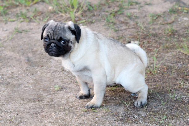 istock Happy Pug Dog Running on the Grass. Mouth Open 1165743705