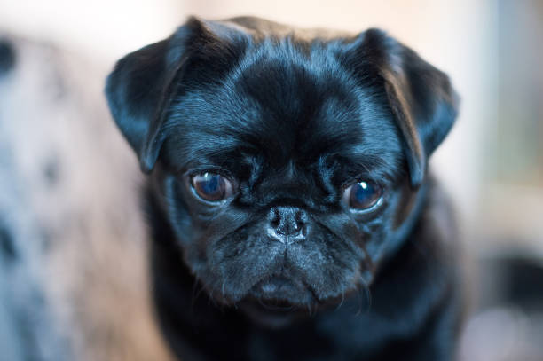 istock Happy Pug Dog Running on the Grass. Mouth Open 1165743737