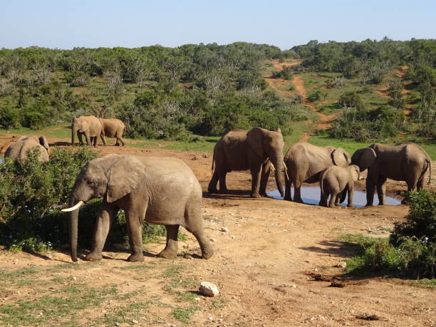 группа слонов аддо слон национальный парк южной африки - addo elephant national park фотографии стоковые фото и изображения