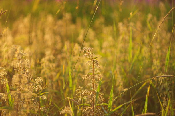 istock Plants in the field, illuminated by the setting sun 1165745289