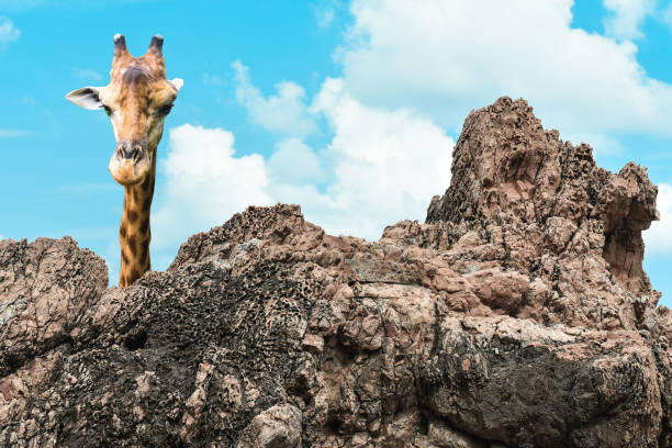 giraffe hovering  over rocks and clearly blue sky in the background