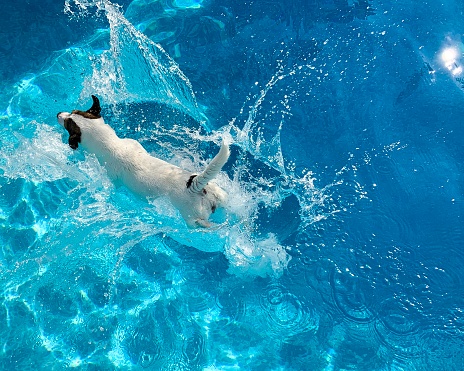 Jack Russell Terrier dog landing in water with a big splash after a big jump into swimming pool on a sunny hot day