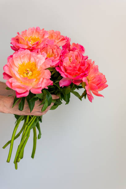 istock Beautiful bouquet of pink peonies 1165747228