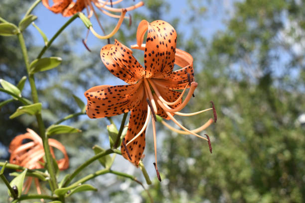 istock Tiger Lily and Summer Sky 1165747244