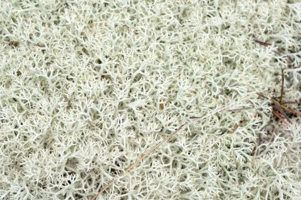Photo of White moss on the island
