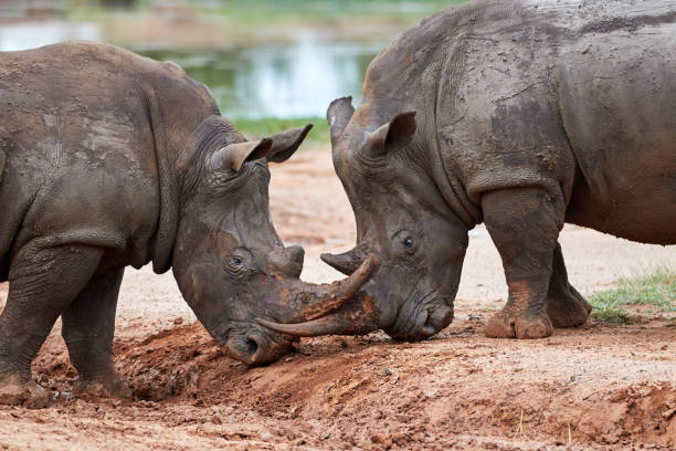 Two white rhinos playing with each other stock photo