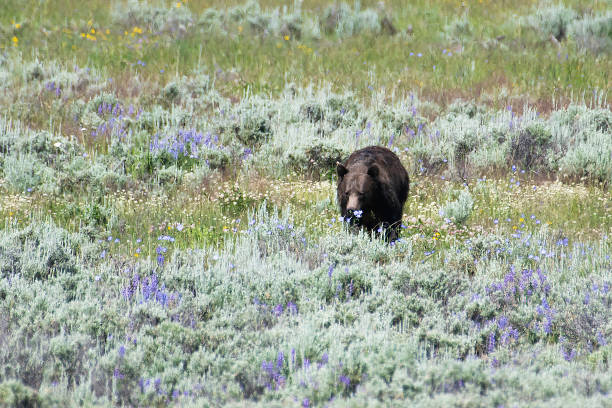 istock Grizzly bear smelling flowers 1165749453