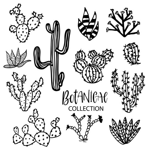 Cactus Set of cactus. Hand drawn succulent ornament. Ink illustration. A set of cacti - line drawing. Vector illustration of a cactus isolated on a white background. Cute hand drawn vector cactus . cactus plant needle pattern stock illustrations