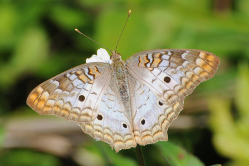 White peacock butterfly, 