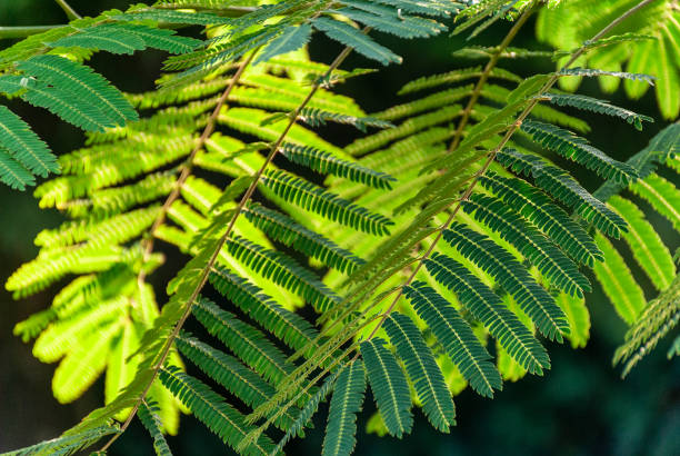 Albizia Julibrissin "rosea" leaves at backlight sunset. Green background. Pink silk tree. fern and mimosa. Acacia stock photo