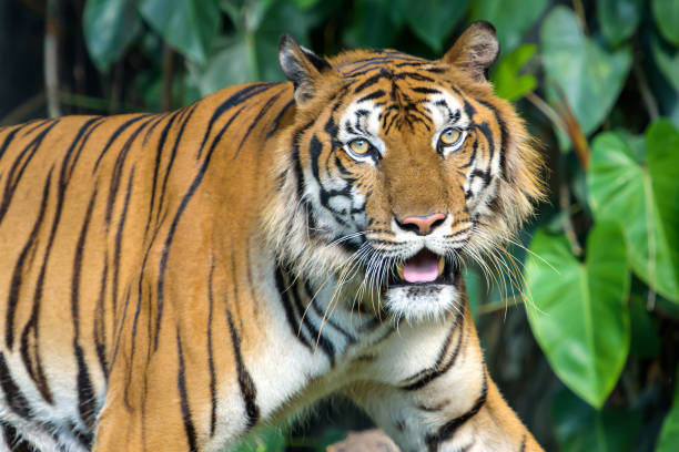 istock Portrait of tiger. 1165752020