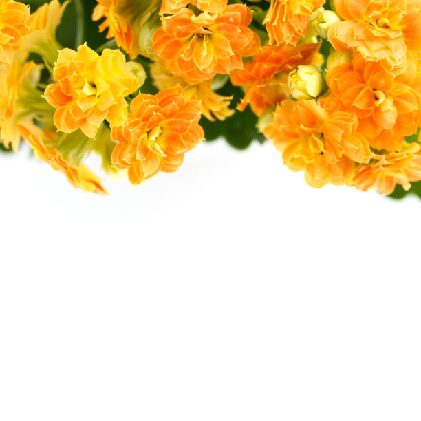 Yellow orange kalanchoe flowers, close up macro copy space isolated square